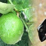 පුද්ගලයින් සහ පවුල් සඳහා ආගමික මාර්ගෝපදේශනය සහ ආත්මික සහාය.